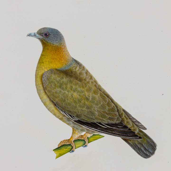 A Female Yellow-Footed Green Pigeon (Treron phoenicoptera)